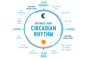 A clock showing our circadian rhythm over the 24 hours of the day