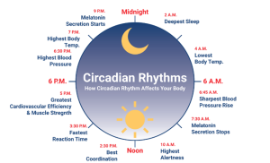 A clock showing our circadian rhythm over the 24 hours of the day